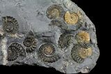 Ammonite (Promicroceras) Cluster - Marston Magna, England #177073-1